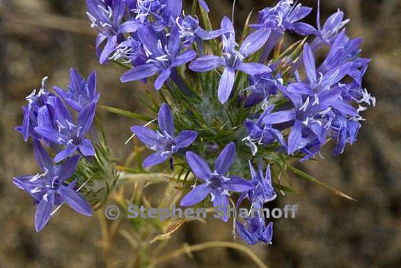 eriastrum pluriflorum ssp pluriflorum 3 graphic